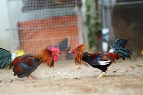 Gamefowl Breeding 101: How to Succeed in Breeding Fighting Chickens.